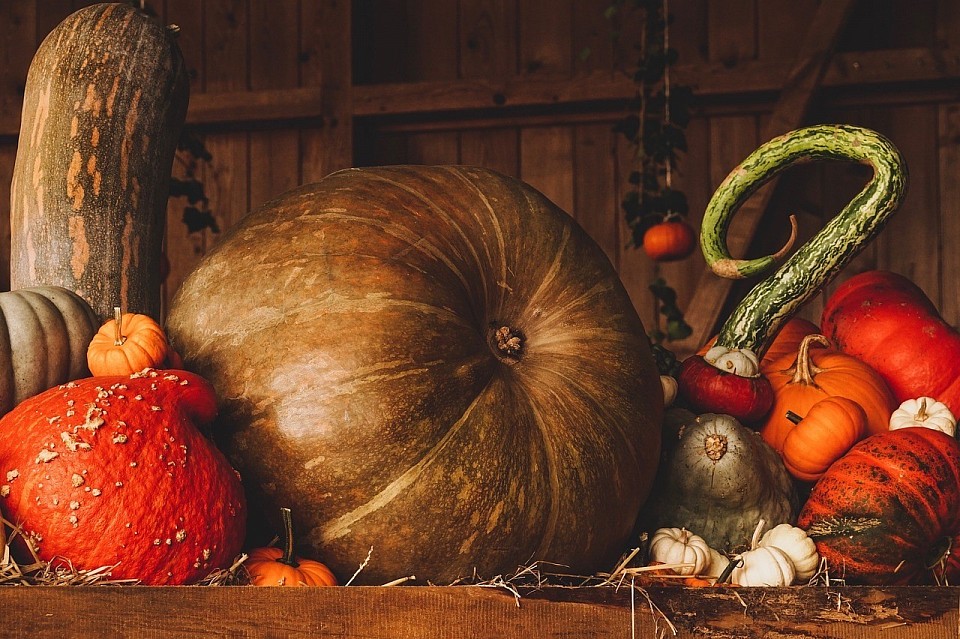Magical Pumpkin Patch