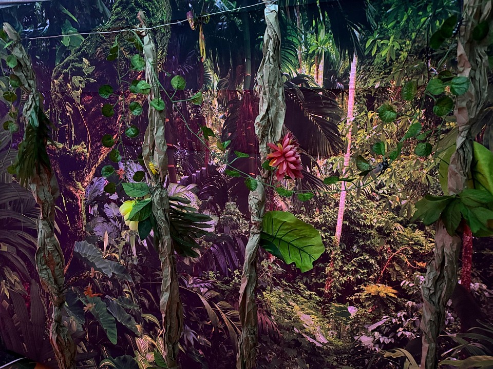 The jungle that the kids encounter when they enter the tent.