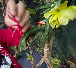 Finding a spider!